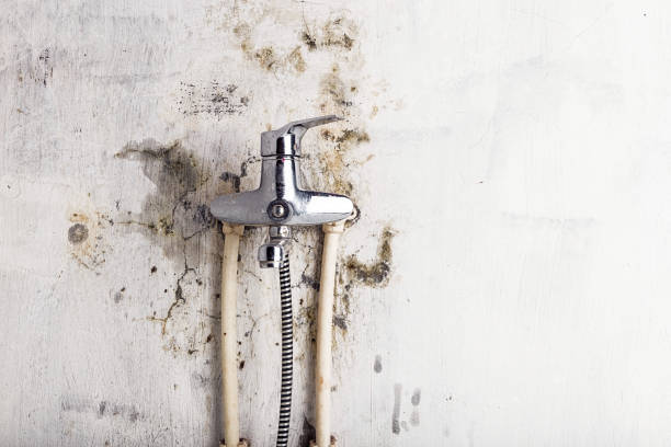 Best Toxic Mold Removal  in Wilber, NE