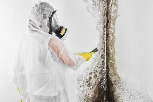 Home Mold Removal in Wilber, NE