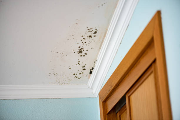Best Mold Damage Repair  in Wilber, NE