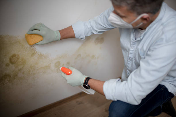 Best Office Mold Removal Services  in Wilber, NE