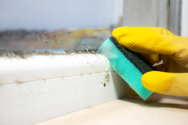 Best Commercial Mold Removal  in Wilber, NE