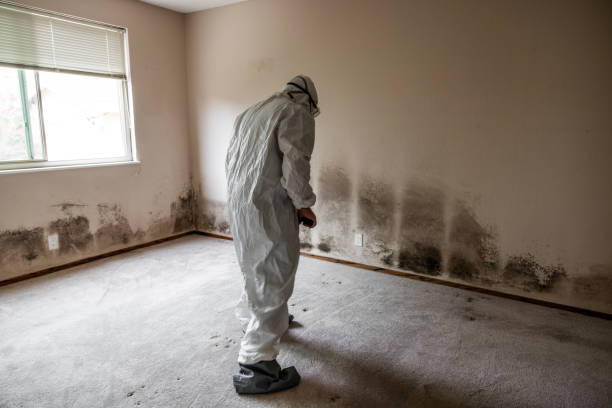 Office Mold Removal Services in Wilber, NE