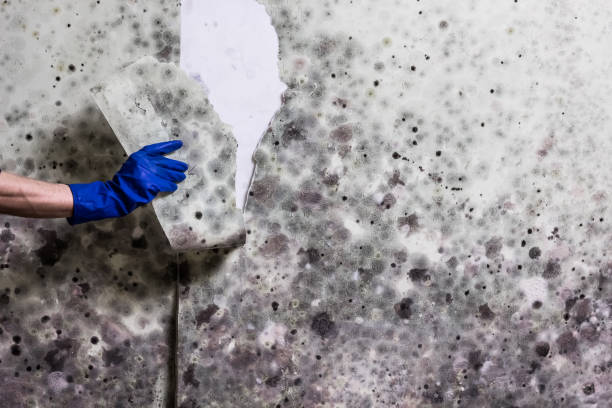 Best Black Mold Removal  in Wilber, NE